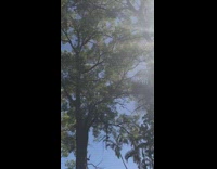 Shirtless Man Lifts Dog To Lion King Song