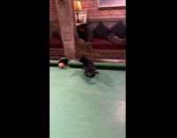 Kitten on pool table chases the balls