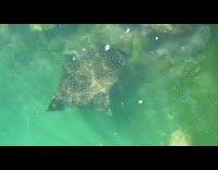 Stingray swims close to surface 
