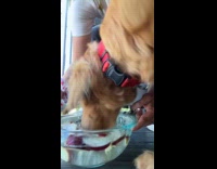 Dog aggressively eats apple slices in bowl