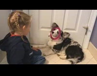 Child Puts Pink Circle Around Grey and Black Dog's Face