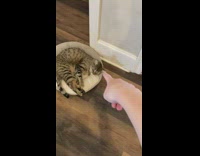 Cat trained to meow when pointed at 