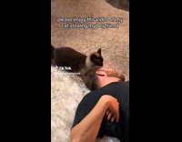 Collab Clips MPUGC2 - Cat fond of hoomans boyfriend 