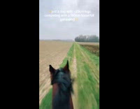 Collab dogIG_default - Dog run along with filmer on horse