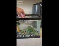Frog toy in aquarium lets out bubbles