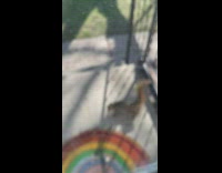 Squirrel peek glass door filmer gave some food