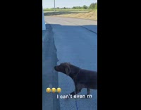 Collab BitchMP - Dog howl firetruck drive by