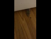 Filmer slides cat food while two cat paws catches it