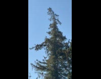 Flock of birds migrate together from tree