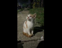 Collab Clips MPUGC - Man sings meow what was I made for 