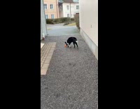 Dog play and chase orange ball pavement alleyway