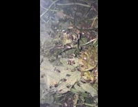 Lots of bugs insects crawl on plants