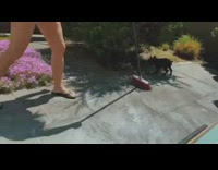 Collab Pets For All - Grey french bulldog puppy chases red broom