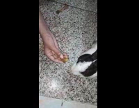 Pet rabbit eats chicken drums fed by owner