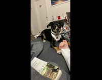 Collab KaleSaladIG - Dog gets mad and bites middle finger