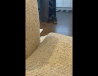 Golden retriever puppy dog jumps couch 