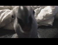 Parrot Pecks on Crackers then Reaches for Camera
