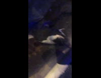 Penguin named Jerry mistaken for Jerky