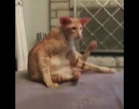 Orange cat sits like human bad posture 