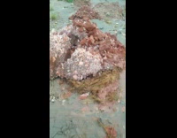 Blue sweater guy picks up salt rocks