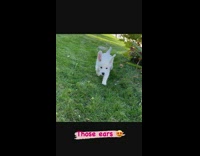 White dog runs towards camera in slow motion