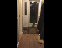 small brown dog waits at door for two guys