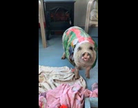 Pet pig wearing empty dog food sack
