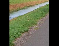 Submitter shows ferret rolls around the ground