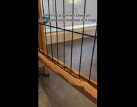 Bunny chews up new cage 