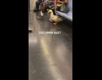 Girl sits subway white duck leash phone