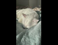 Collab PLC - White Cat Sleeps on Bed Besides Bouquet of Flowers