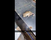 Dead rat with tail cut off