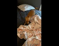 Dog taunting to bite hoomans hand 