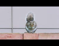Fat squirrel sits wood fence hands clasped 