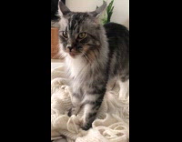 Gray cat knead purr on white blanket