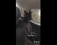 Collab ClipsIG - Dog in car tries to chase car