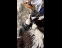 Collab PLC - Two fluffy cat sleep take nap together