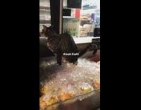 Cat poops on fruit vendor cart ice 
