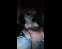 Dog grab owner hand for belly rub