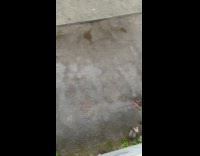 Cat lifted from the ground to window