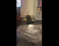 Grey brown cat dry ice measuring cup 