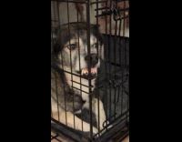 Dog lean nose on cage show teeth