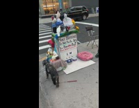 Guy table with birds bunny rabbit dog 