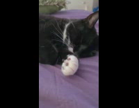 Black white cat compilation sleeps twitches bed
