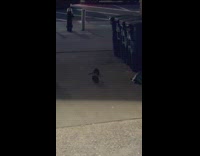 2 rats stand to fight 