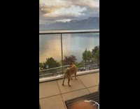 Brown shiba dog watches sunset water balcony 