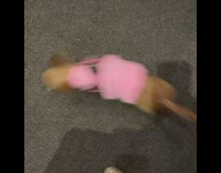 Dog spins in circles with elevator beep