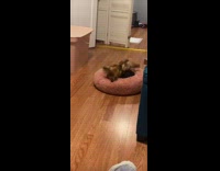 Dog Digs in and Snuggles with its Bed