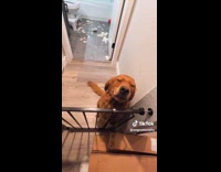 Collab Clips MPUGC - Golden Retriever Dog makes mess inside bathroom and sits behavely beside the dog gate
