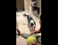 Dog taps while hooman dribbles huge tennis ball 
